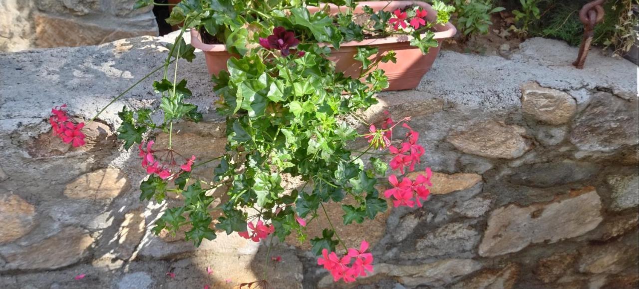 بيتولا Villa Old House Bn المظهر الخارجي الصورة